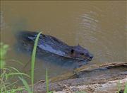 Beaver Bolin Creek